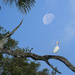 Moon Over White Ibis
