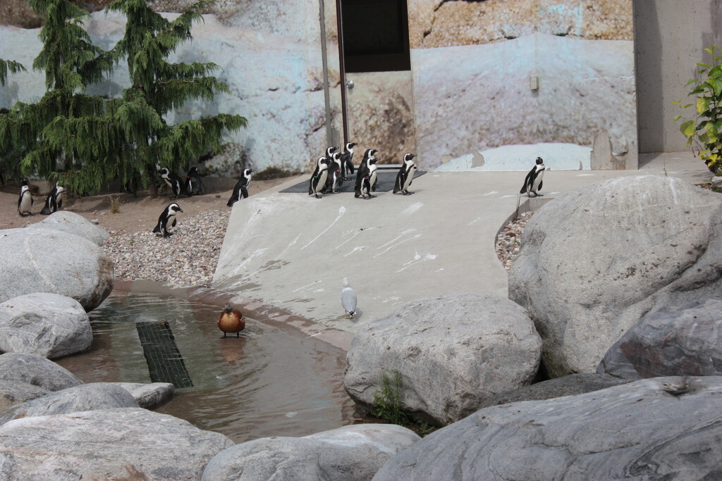 Penguin Appreciation Day by spanishliz