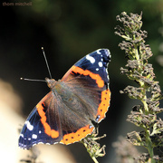 23rd Sep 2021 - Red Admiral