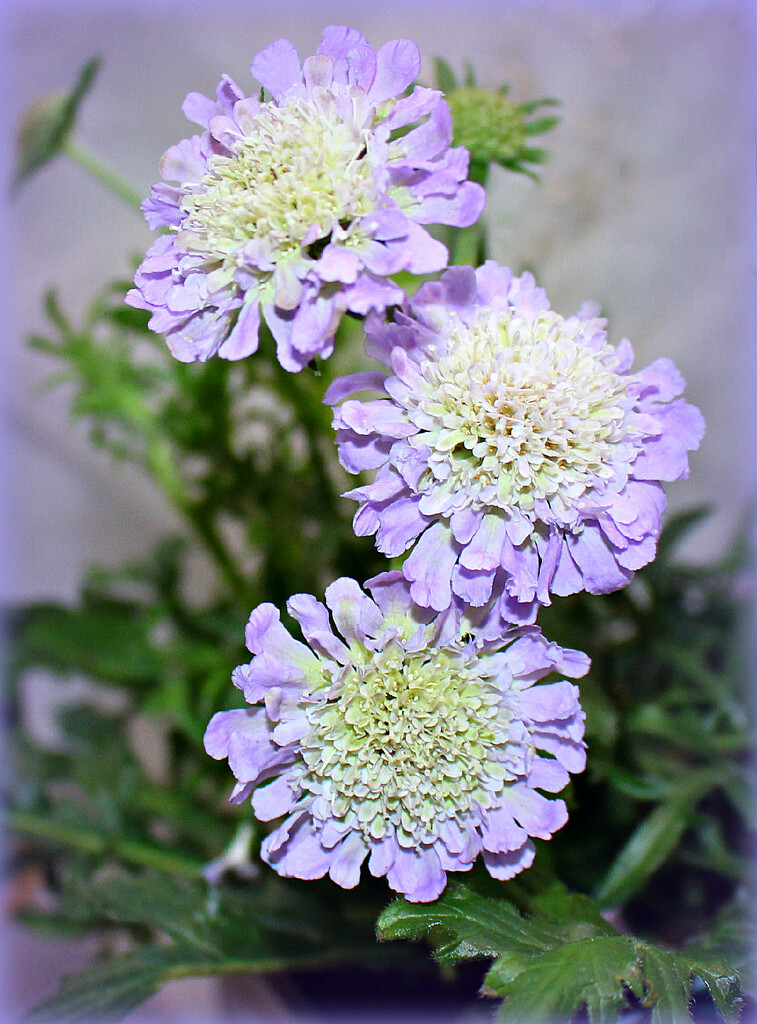 Scabious Trio . by wendyfrost