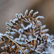 19th Jan 2022 - ~~frosted fern~~