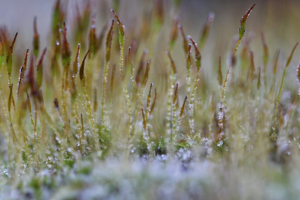 ~~iced moss~~ by motherjane
