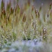 ~~iced moss~~ by motherjane