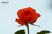 21st Jan 2022 - Red rose