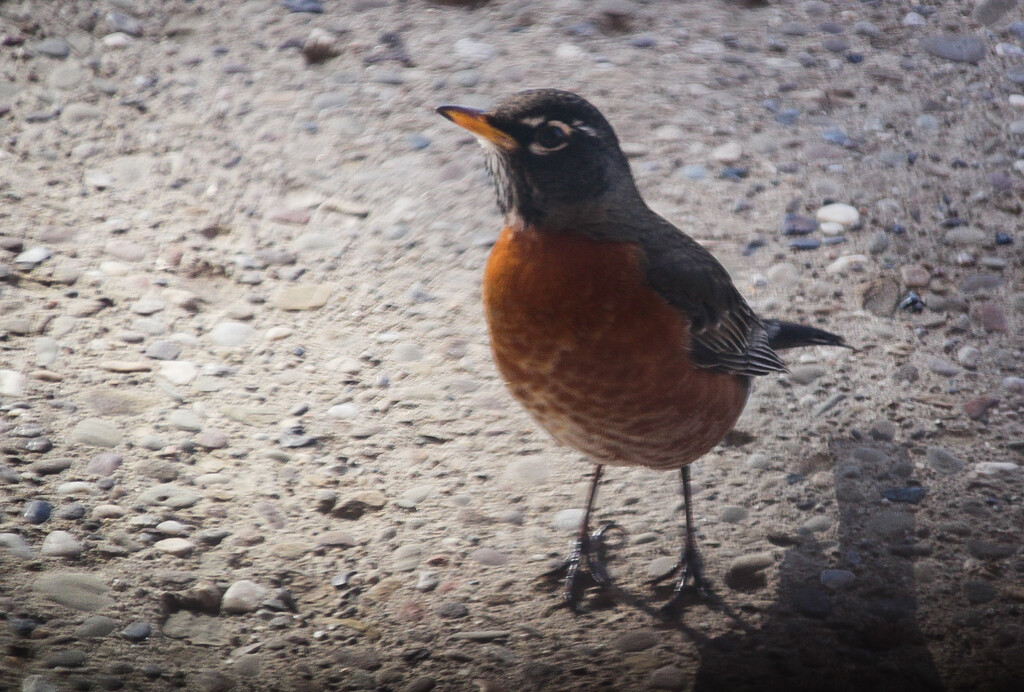A robin in January by mittens
