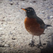 A robin in January