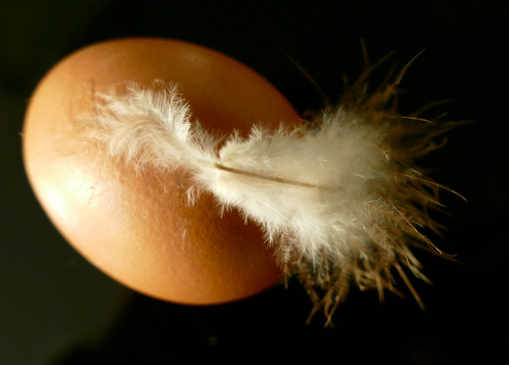 egg with white feather by marijbar