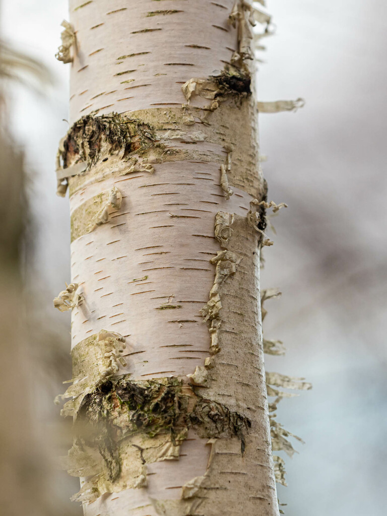 Peeling bark on a young birch  by haskar