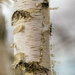 Peeling bark on a young birch 