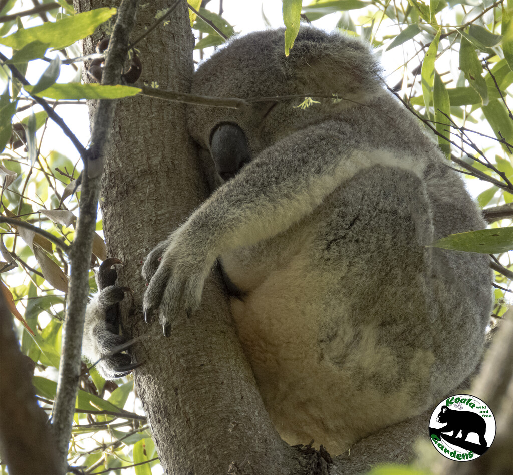 trust the tree by koalagardens