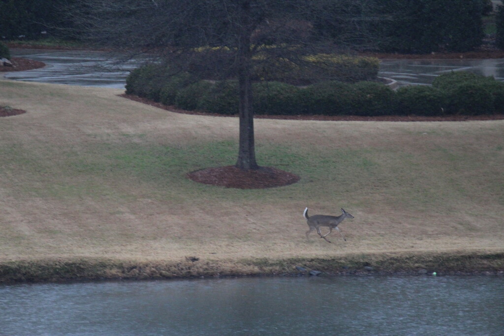 Deer Across the Pond at Piper Glen's 9th. by georgegailmcdowellcom
