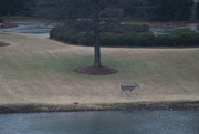 20th Jan 2022 - Deer Across the Pond at Piper Glen's 9th.