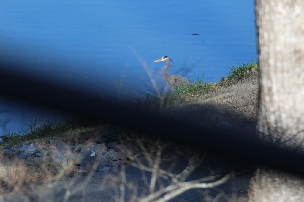 Jan 4 Blue Heron On The Hunt by georgegailmcdowellcom