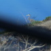 Jan 4 Blue Heron On The Hunt by georgegailmcdowellcom