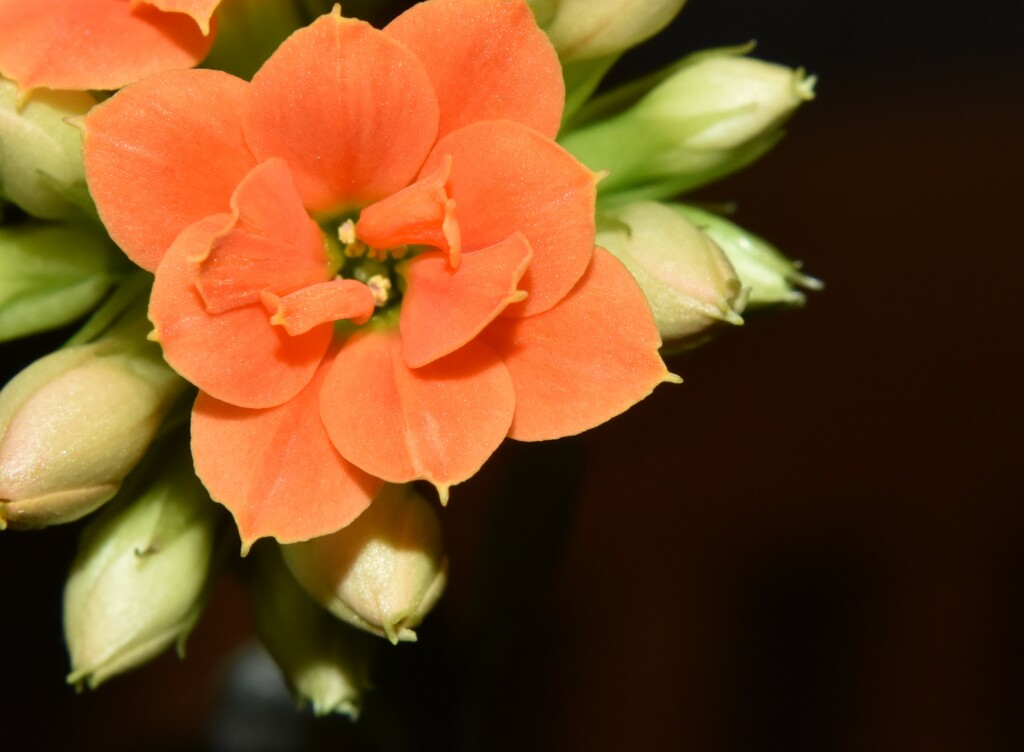 Tiny orange flower by anitaw