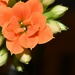 Tiny orange flower by anitaw