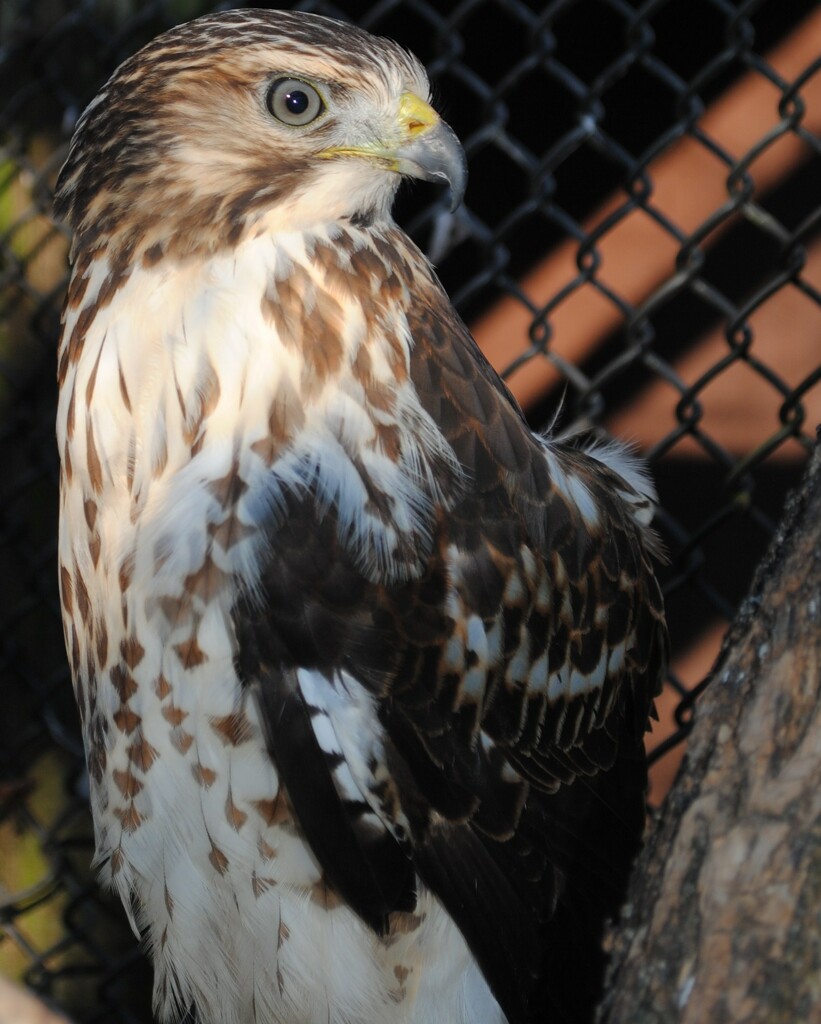 Day 21: Too Cold for Broad-winged Hawk  by jeanniec57