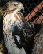 21st Jan 2022 - Day 21: Too Cold for Broad-winged Hawk 