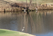 10th Jan 2022 - Jan 10 3 Blue Herons