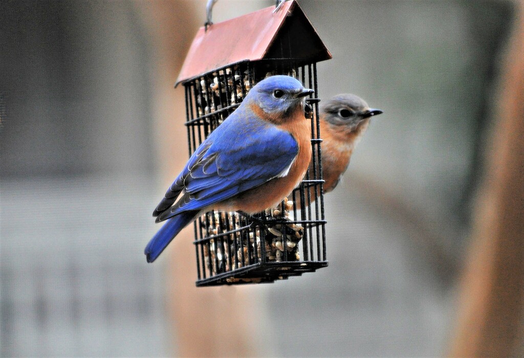 Bluebirds by peggysirk