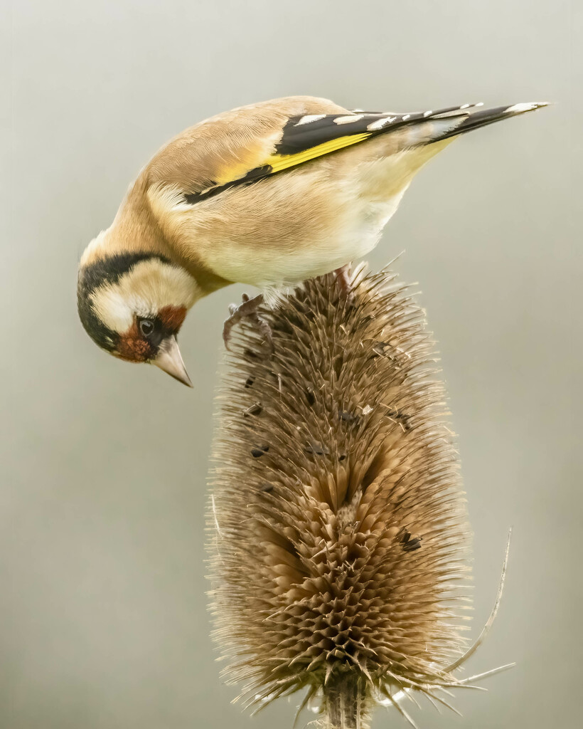 Goldfinch on Teasel by shepherdmanswife