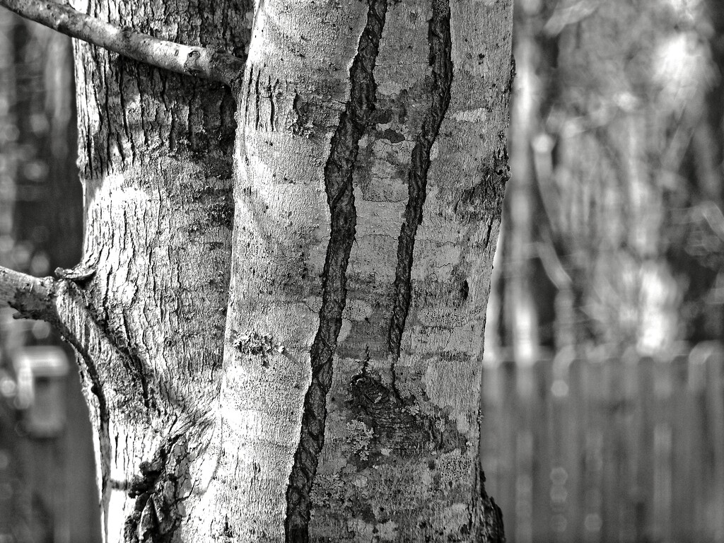 Split bark... by marlboromaam