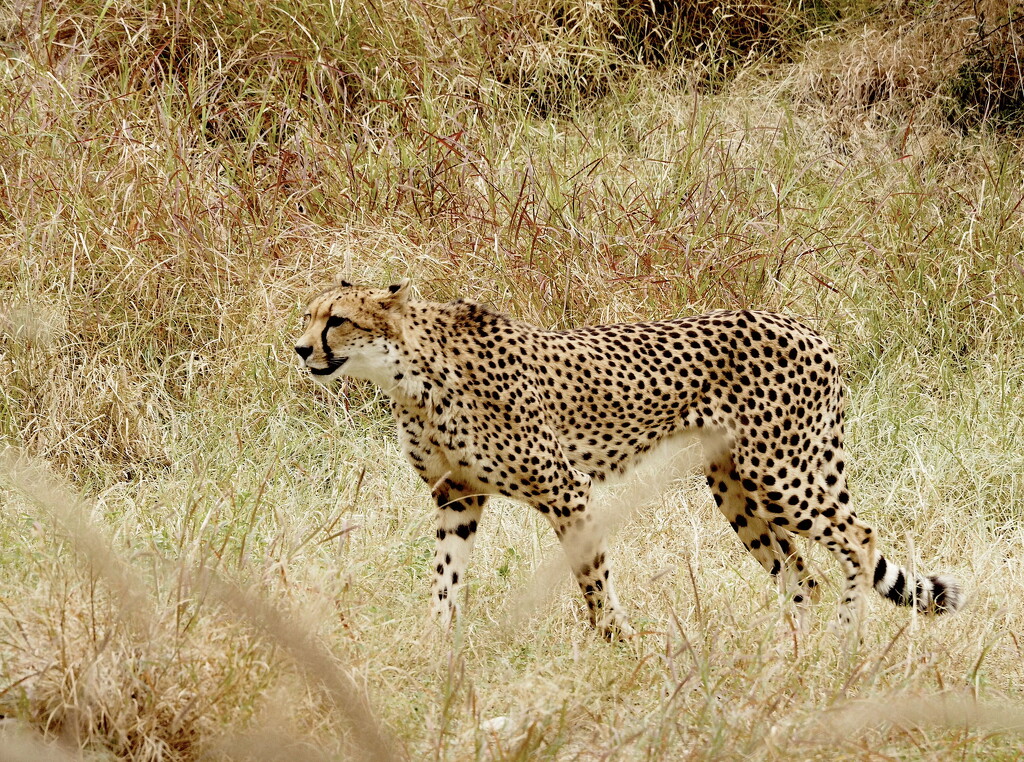Cheetah on the Run by redy4et