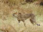 21st Jan 2022 - Cheetah on the Run