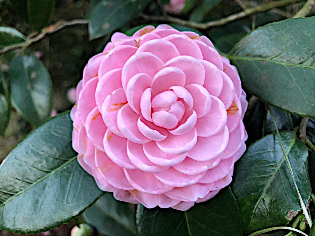 Pink Perfection camellia by congaree