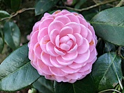 21st Jan 2022 - Pink Perfection camellia