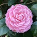 Pink Perfection camellia