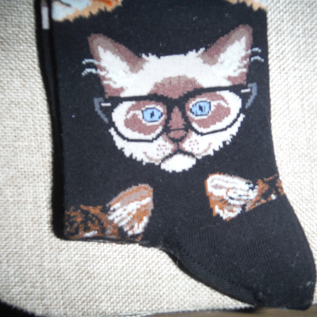 Cat #7: Socks by spanishliz