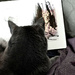 Cat with sketchbook portrait  by metzpah