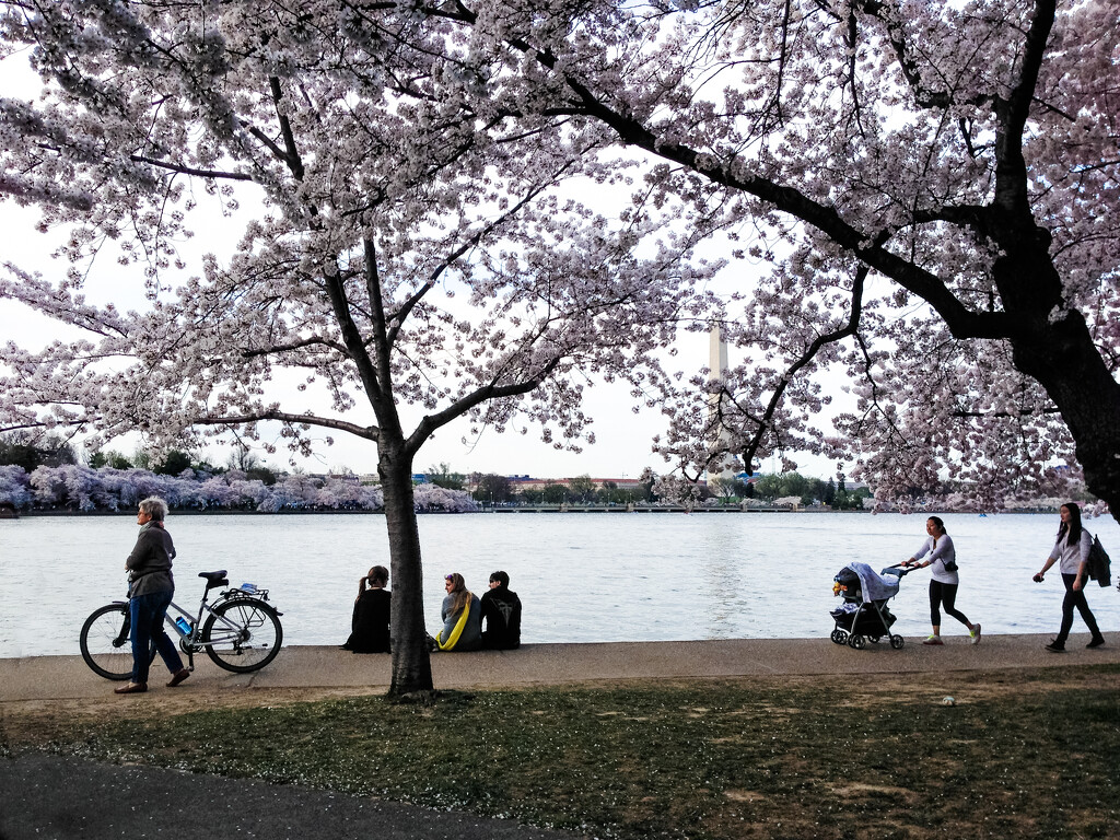 Savoring Cherry Blossoms by jbritt