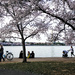 Savoring Cherry Blossoms by jbritt