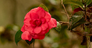21st Jan 2022 - The Camelia's are Still Blooming!