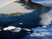 21st Jan 2022 - Icy waters