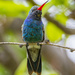 Broad-Billed Hummingbird by cwbill