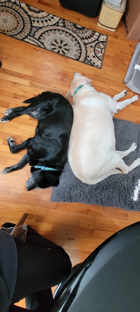 Ying and Yang by scoobylou
