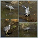 The heron