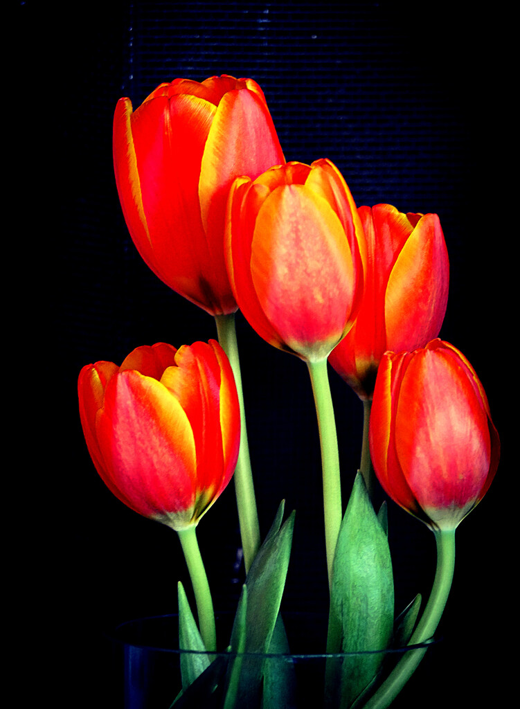 Fresh Tulips by gq