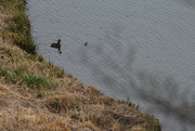 21st Jan 2022 - Jan 21 Pied-billed GrebeIMG_5109