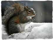 22nd Jan 2022 - Snow Squirrel