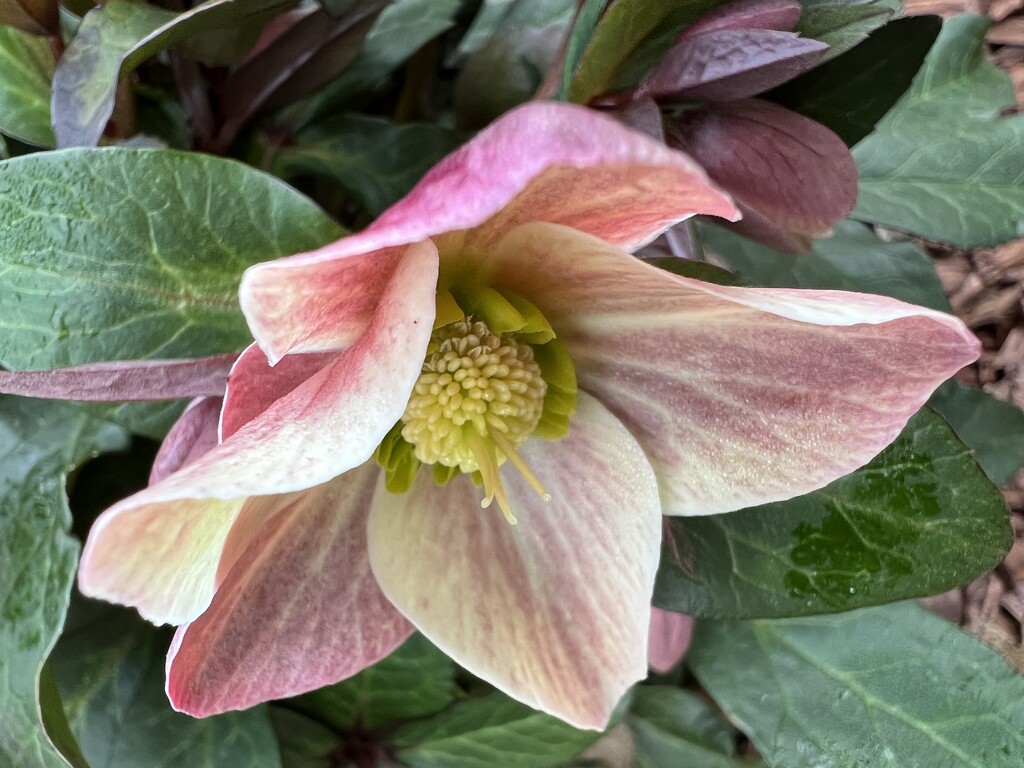 First Hellebore Blossom this year by shutterbug49