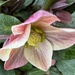 First Hellebore Blossom this year