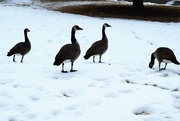 21st Jan 2022 - The geese are everywhere