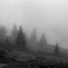 Foggy day by domenicododaro