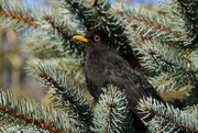 22nd Jan 2022 - BLACKBIRD IN PINE TREE