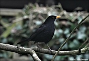 22nd Jan 2022 - Bobbie Blackbird in the tree
