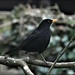 Bobbie Blackbird in the tree